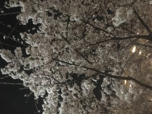 写真 2019-04-06 19 28 43.jpg